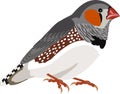 Vector Zebra Finch Taeniopygia guttata