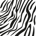 Vector zebra print - Black and white background. White and black print. Animal zebra prnt Royalty Free Stock Photo