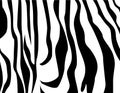 Zebra texture Black and White Royalty Free Stock Photo