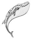 Vector zentangle whale print for adult coloring page. Hand drawn