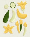 Vector zucchini cartoon illustration with textures. Healthy organic courgettes with flowers and slices.