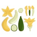 Vector zucchini collection in cartoon style. Bright squash flowers isolated on white background.