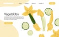 Vector zucchini landing page template with text space. Squash and zucchini flowers cartoon illustration.