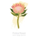 Protea flower. Hand drawn design element on white background.