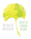 Vectorized watercolor hand drawing eaf of Ginkgo