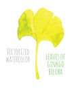 Vectorized watercolor hand drawing eaf of Ginkgo