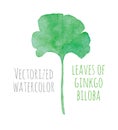 Vectorized watercolor hand drawing eaf of Ginkgo