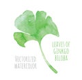 Vectorized watercolor hand drawing leaf of Ginkgo