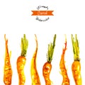 Vectorwatercolor carrots background Royalty Free Stock Photo