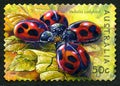 Vedalia Ladybird Australian Postage Stamp