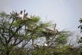 Vedanthangal Bird Sanctuary - Chennai - Tamil Nadu - India images on 02 02 2020 Royalty Free Stock Photo