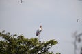 Vedanthangal Bird Sanctuary - Chennai - Tamil Nadu - India images on 02 02 2020 Royalty Free Stock Photo