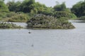 Vedanthangal Bird Sanctuary - Chennai - Tamil Nadu - India images on 02 02 2020 Royalty Free Stock Photo