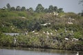 Vedanthangal Bird Sanctuary - Chennai - Tamil Nadu - India images on 02 02 2020 Royalty Free Stock Photo