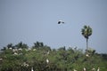 Vedanthangal Bird Sanctuary - Chennai - Tamil Nadu - India images on 02 02 2020 Royalty Free Stock Photo