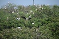Vedanthangal Bird Sanctuary on 02 Feb 2020,  kanchipuram Dist Chennai - Tamil Nadu - India images Royalty Free Stock Photo