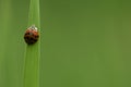 Veelkleurig Aziatisch Lieveheersbeestje, Asian lady beetle, Harm