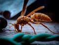 A veemrol insect gathering its food Royalty Free Stock Photo