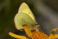 Veengeeltje, Moorland Clouded Yellow, Colias palaeno