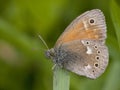 Veenhooibeestje, Large Heath, Coenonympha tullia Royalty Free Stock Photo