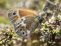 Veenhooibeestje, Large Heath, Coenonympha tullia Royalty Free Stock Photo