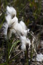 Veenpluis, Common Cottongrass, Eriophorum angustifolium Royalty Free Stock Photo