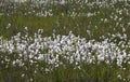 Veenpluis, Common Cottongrass, Eriophorum angustifolium Royalty Free Stock Photo