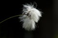 Veenpluis, Common Cottongrass, Eriophorum angustifolium Royalty Free Stock Photo