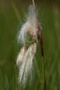 Veenpluis, Common Cottongrass, Eriophorum angustifolium Royalty Free Stock Photo