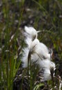 Veenpluis, Common Cottongrass, Eriophorum angustifolium Royalty Free Stock Photo