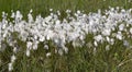 Veenpluis, Common Cottongrass, Eriophorum angustifolium Royalty Free Stock Photo