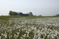 Veenpluis, Common Cottongrass, Eriophorum angustifolium Royalty Free Stock Photo