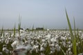 Veenpluis, Common Cottongrass, Eriophorum angustifolium Royalty Free Stock Photo