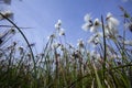 Veenpluis, Common Cottongrass, Eriophorum angustifolium Royalty Free Stock Photo