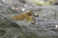 Veery (Catharus fuscescens fulginosa) Royalty Free Stock Photo