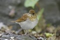 Veery (Catharus fuscescens fulginosa) Royalty Free Stock Photo