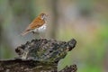 Veery Royalty Free Stock Photo