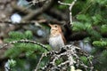 Veery Thrush bird perched on a moss covered twig Royalty Free Stock Photo