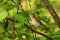 A Veery Thrush bird singing Royalty Free Stock Photo