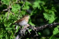 Veery Thrush sits perched on a branch Royalty Free Stock Photo