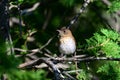 Veery Thrush sits perched on a branch Royalty Free Stock Photo
