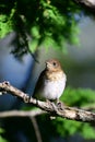 Veery Thrush sits perched on a branch Royalty Free Stock Photo