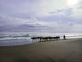 A veey beautiful view of the beach with a cowherd hearding the cows on the beach Royalty Free Stock Photo