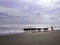 A veey beautiful view of the beach with a cowherd hearding the cows on the beach Royalty Free Stock Photo