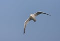 Vega Meeuw, Vega Gull, Larus vegae Royalty Free Stock Photo