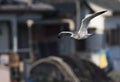 Vega Meeuw, Vega Gull, Larus vegae Royalty Free Stock Photo
