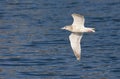Vega Meeuw, Vega Gull, Larus vegae Royalty Free Stock Photo