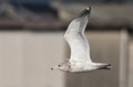 Vega Meeuw, Vega Gull, Larus vegae Royalty Free Stock Photo