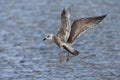 Vega Meeuw, Vega Gull, Larus vegae Royalty Free Stock Photo
