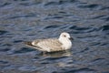 Vega Meeuw, Vega Gull, Larus vegae